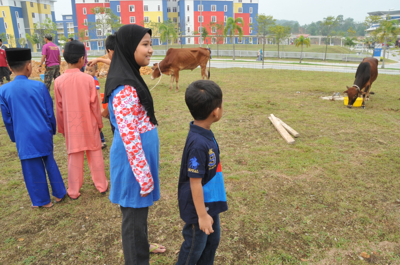 PRO15 150 KORBAN HAS 6800